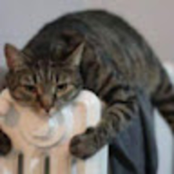 Meet your Posher, Caleb - Picture 1 of 1